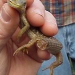 Una lucertola nella cena dell'aereo. Chiesto risarcimento record