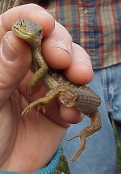 Una lucertola nella cena dell’aereo. Chiesto risarcimento record