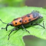 Nel Salento Leccese mangeremo il punteruolo rosso?