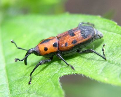 Nel Salento Leccese mangeremo il punteruolo rosso?