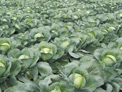 Gelo sulle campagne: La preoccupazione della Cia per le conseguenze