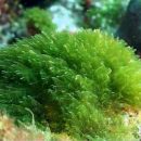 Una dieta a base di alga spirulina combatte la SLA