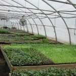 Imprese agricole: Negato il bonus sui carburanti