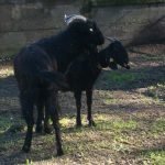 Aiuta l'agricoltura, adotta una Capra Napoletana allo zoo di Napoli