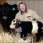 Fiocco azzurro in Colorado. E' nato Ben, la mucca-panda