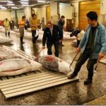 Giappone, un tonno rosso da record: 342 chili, 300.000 euro