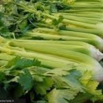 La dura lotta del Sedano Nero di Trevi