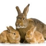 Coniglicoltura: Incredibile aumento dei costi di produzione