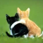 Alla base dell'amicizia c'è il DNA. Più è simile, più si va d'accordo