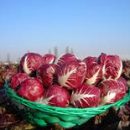 Il Radicchio Rosso IGP di Verona protagonista al 6° Concorso Gastronomico Interregionale Radicchio d’Argento 2011