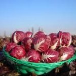 Il Radicchio Rosso IGP di Verona protagonista al 6° Concorso Gastronomico Interregionale Radicchio d'Argento 2011