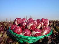 Il Radicchio Rosso IGP di Verona protagonista al 6° Concorso Gastronomico Interregionale Radicchio d’Argento 2011