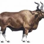 Sequenziato il DNA dell'uro