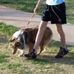 A passeggio col cane: più movimento, cuore più sano