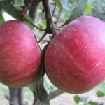 Frutta e verdura, un'Arca di Noè la difenderà