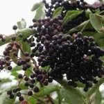 Succo di sambuco, nemico naturale delle infezioni