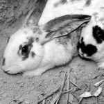 Vive in una fossa, è mangiato in comunità: questo il coniglio di Ischia