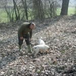 Piemonte: Il calendario 2011-2012 per la raccolta dei tartufi