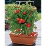 Arriva la primavera e gli italiani preparano il mini orto da terrazzo