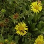 Tosse, raffreddore e bronchite. La Grindelia combatte i malanni da raffreddamento