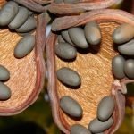 L'olio di ulivo di Java riduce il grasso addominale