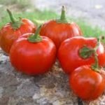 Tonda come una mela, colorata come un'arancia: è la melanzana rossa di Rotonda