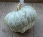 Cappello da prete: la zucca emiliana va coi tortellini