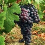 Ha trovato il genoma dell'Amarone, l'Università di Verona premia Giorgio Pasqua