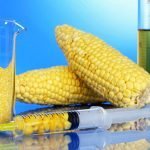 Per "motivi ambientali'' stop alle coltivazioni Ogm