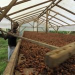 Sao Tomè, il benessere arriva col cacao