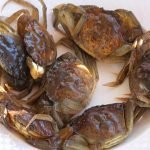 Verdi e senza guscio: arrivano da Venezia le tenere moleche