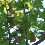 Il Ginko Biloba limita infiammazione e dolore