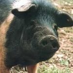 L'UE riconosce la cinta senese: le DOP d'Italia salgono a 241