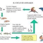 Articolo 5 della legge 283/62.- Presenza di anisakis