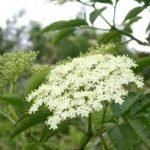 Cibo naturale, benessere umano: Chiaromonte ospita la Giornata del Sambuco