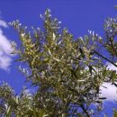 Royal Baby, i Reali d’Inghilterra ringraziano Lecce