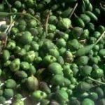 Salina, Re Cappero non vuole abdicare