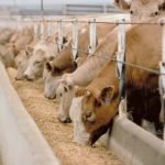 Carne bovina, Confagricoltura: "Bruxelles approvi in tempi brevi misure atte a invertire il trend negativo"