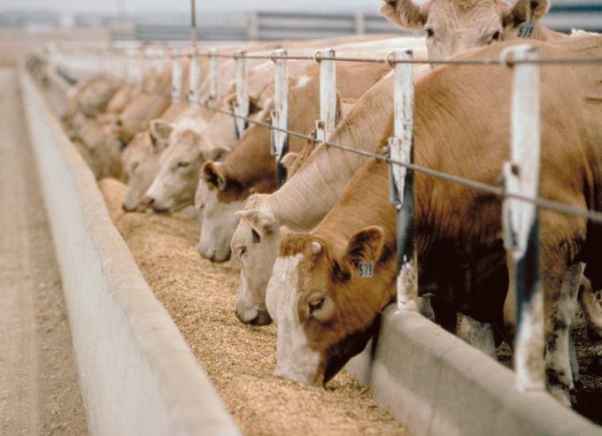 Carne bovina, Confagricoltura: “Bruxelles approvi in tempi brevi misure atte a invertire il trend negativo”