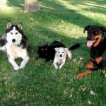 Milano, "Pro Plan Dog Training": Primo corso di galateo per cani in viaggio