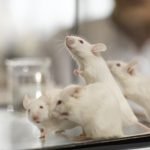 Colpire la grelina, la base del vaccino anti obesità