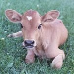 L'Argentina presenta Rosita, la mucca che produce latte umano