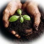 La FAO lancia un'iniziativa per riuscire a produrre più cibo in modo sostenibile dal punto di vista ambientale