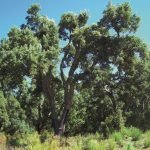 Itinerari insoliti alla scoperta di uno dei tesori più antichi e rappresentativi della Sardegna: le foreste da sughero