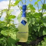 Intervista ad Andrea Battistella, product manager ed enologo della casa vinicola veneta "Battistella"