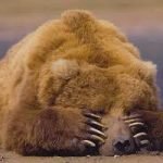 I Nas fermano la carne d'orso, rovinata la festa leghista