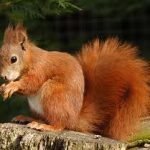 Metti lo scoiattolo in pentola