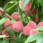 Produttori di pesche e nettarine: "La situazione è ormai insostenibile"