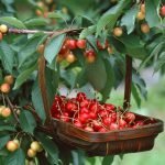 Firenze: Con l'azienda agricola Pasquini siamo oltre Km zero