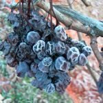 Imbottigliato il Vino del ghiaccio di Chiomonte